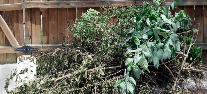 Yard clean-up after a hurricane in Tampa Bay