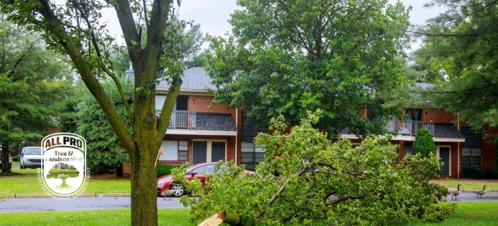 Common hurricane tree damage trees experience after a major storm