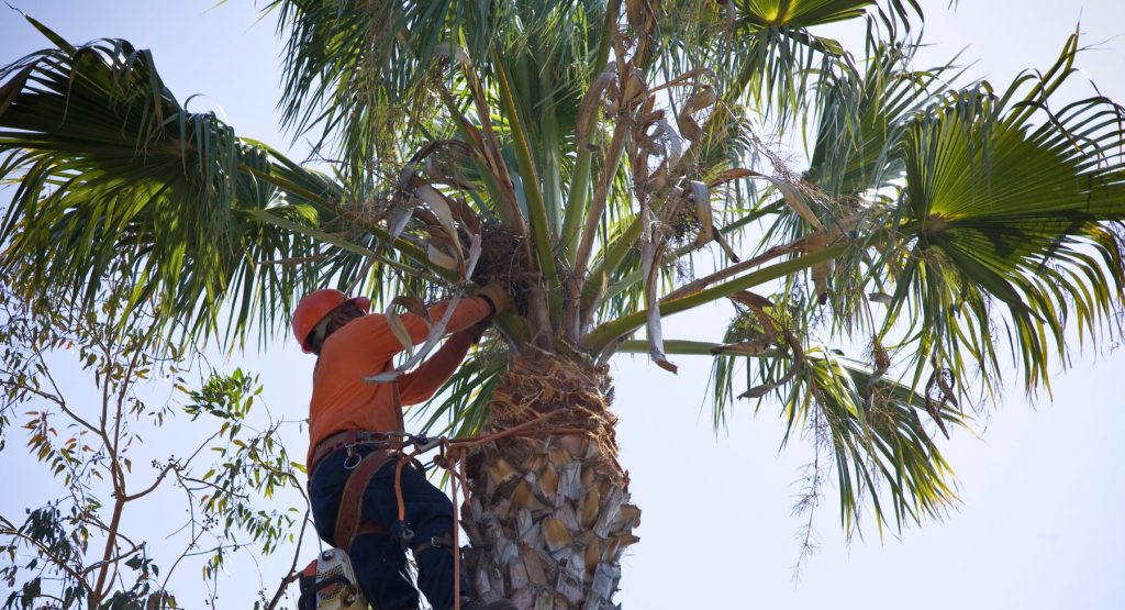 Tree Service in Tampa Bay