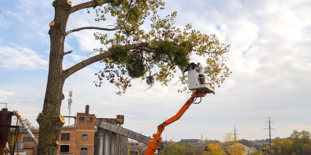 Tree Pruning in Pinellas County, FL