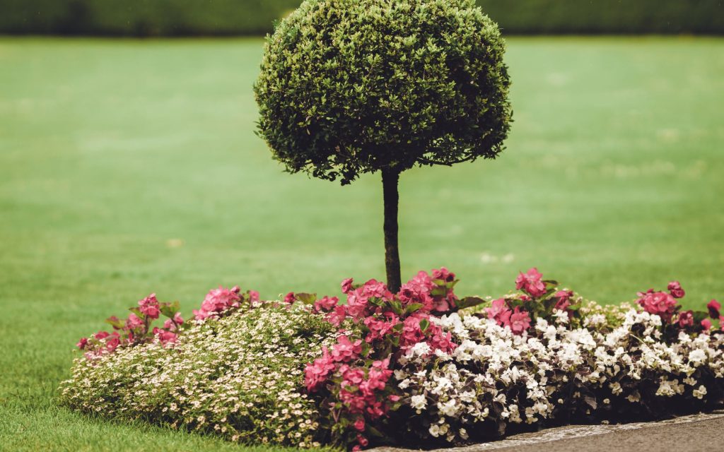Tree Care Service in Safety Harbor