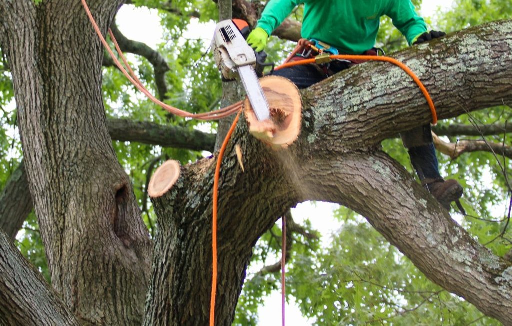 Tree Trimming Services in Tampa