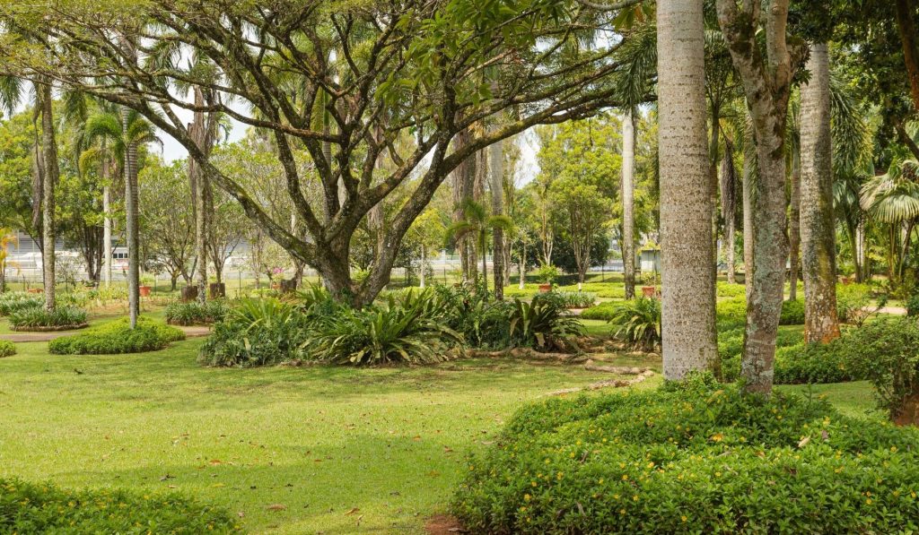 Tree Service Northeast Clearwater FL