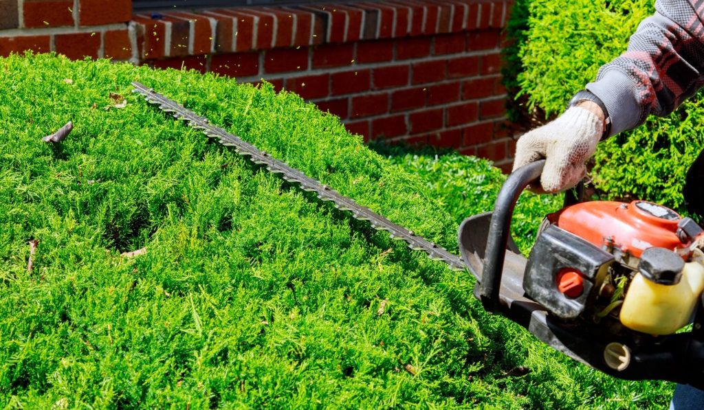 Tree Service in Belleair
