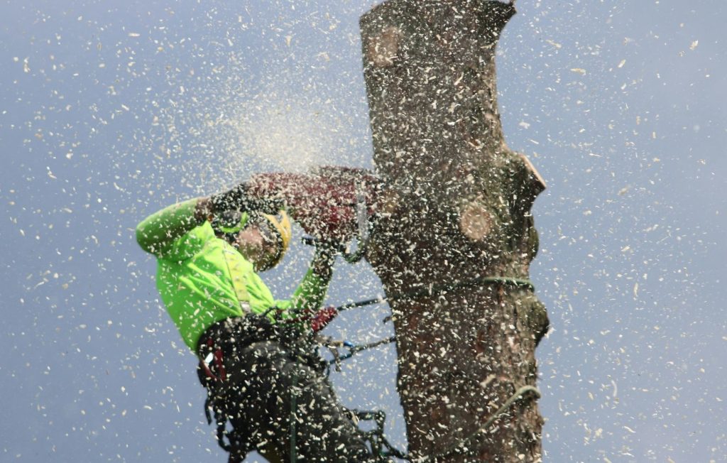 Tree Trimming Services in Tampa