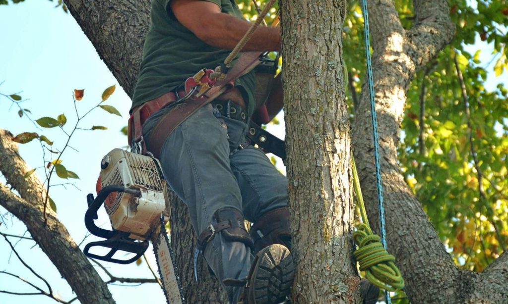 Tree Trimming Services in Brandon