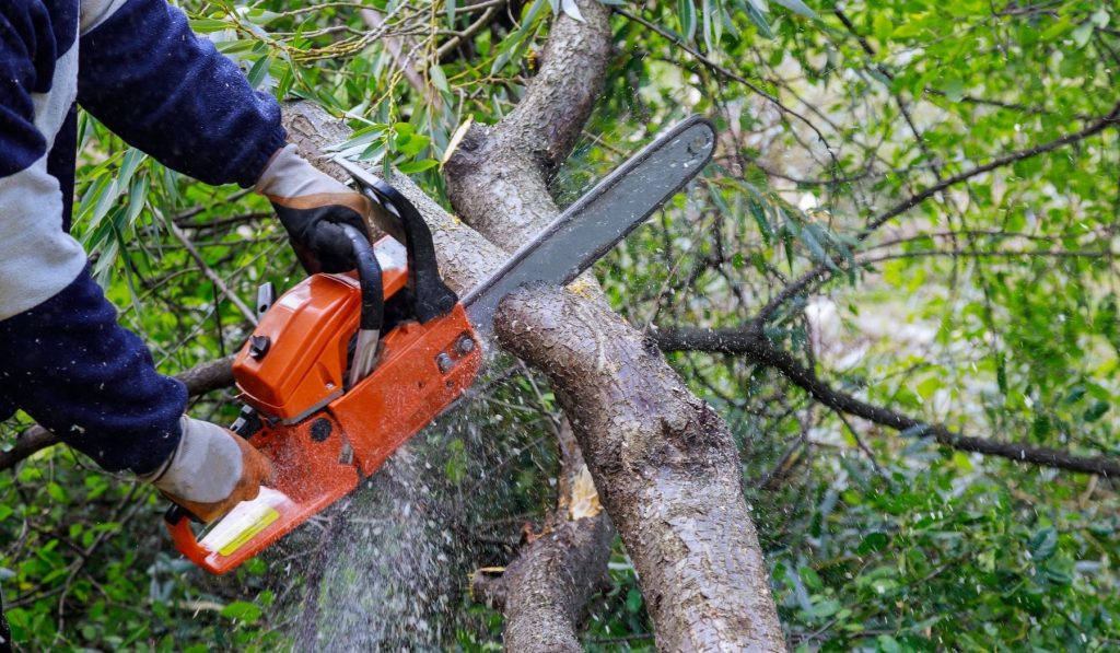 Tree Service in Belleair