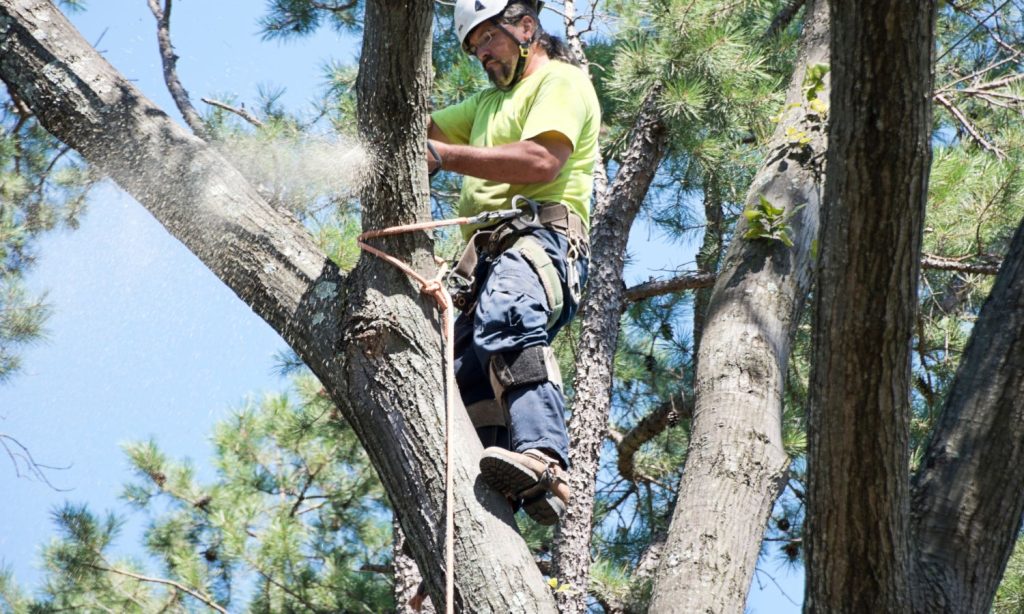 Tree Trimming Services in Brandon