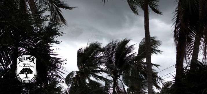 Hurricane Season Tree Prep
