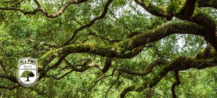 Best Time to Trim Oak Trees in Florida: 2026 Clearwater Guide