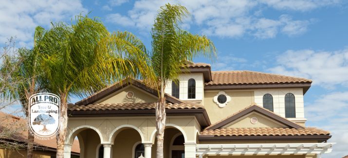 Clearwater tree removal permit guide