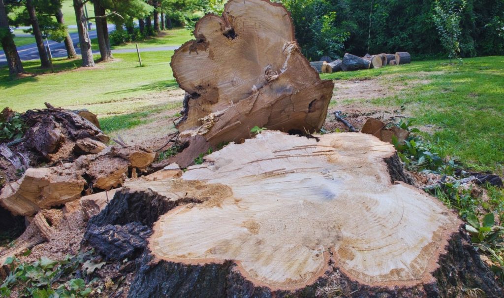Stump Removal in St. Petersburg