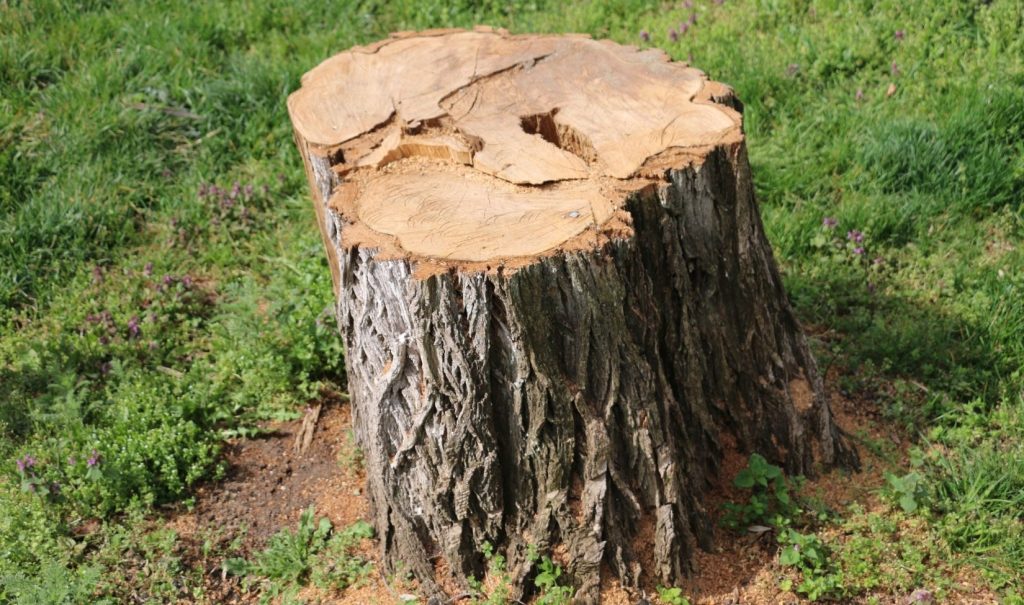 Stump Removal in St. Petersburg | AllPro Tree & Landscaping