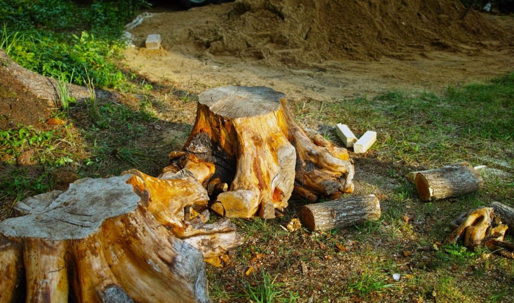 Stump Removal in St. Petersburg