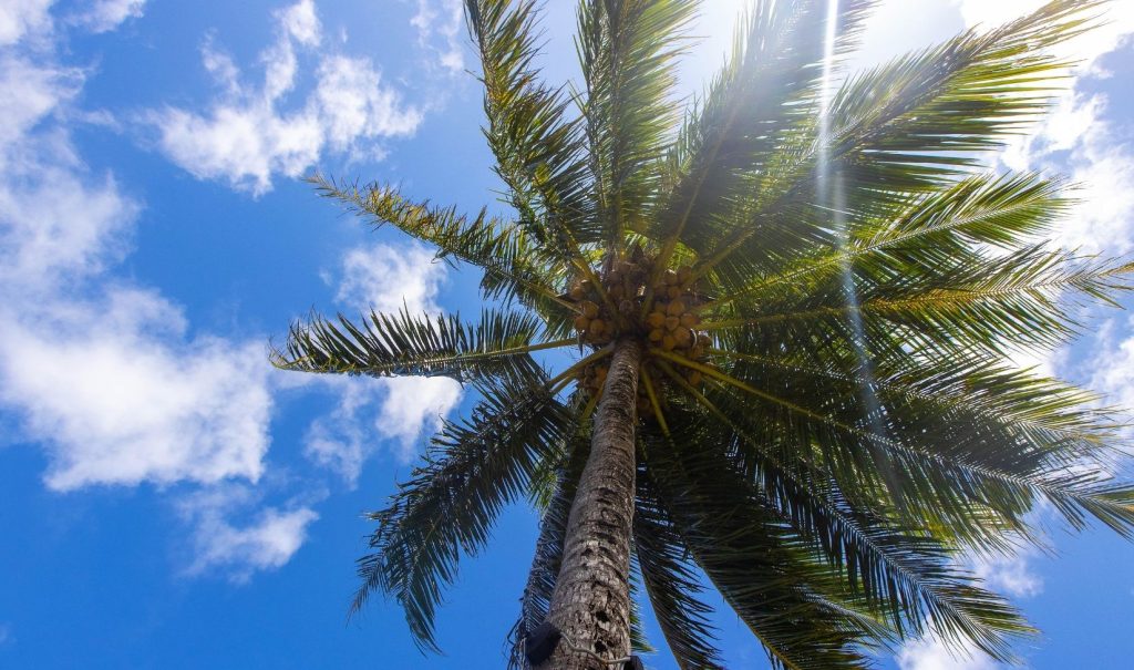 Tree Services in South Tampa