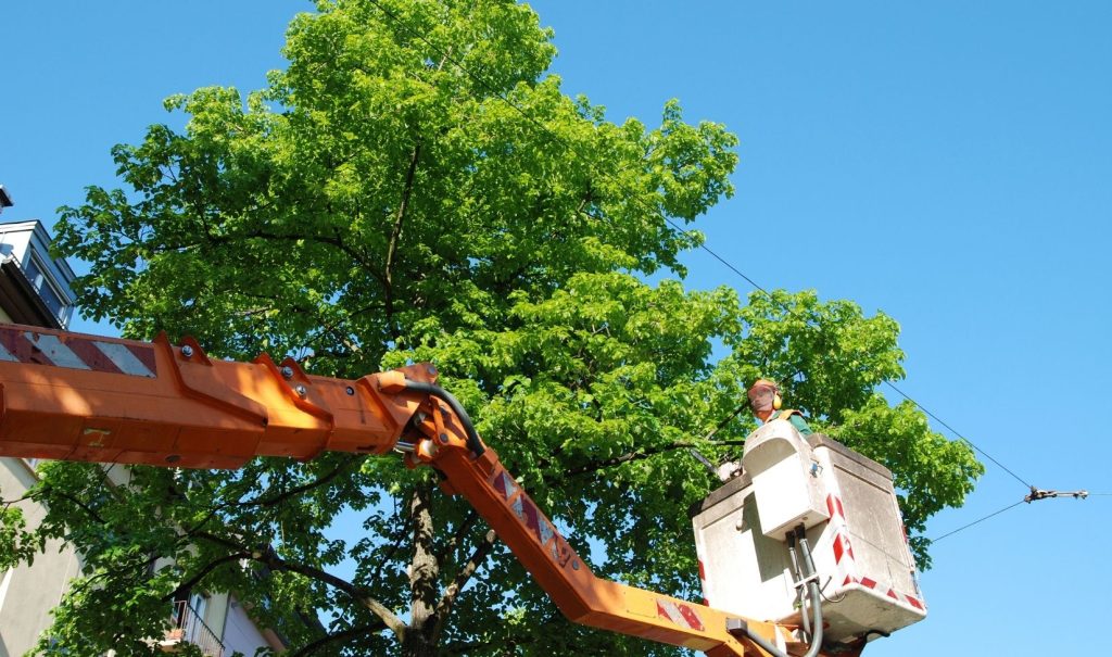 Tree Services in South Tampa | AllPro