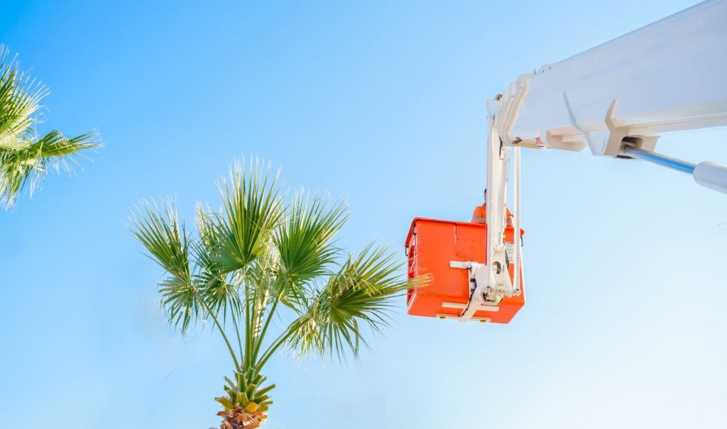 Tree Services in South Tampa | AllPro