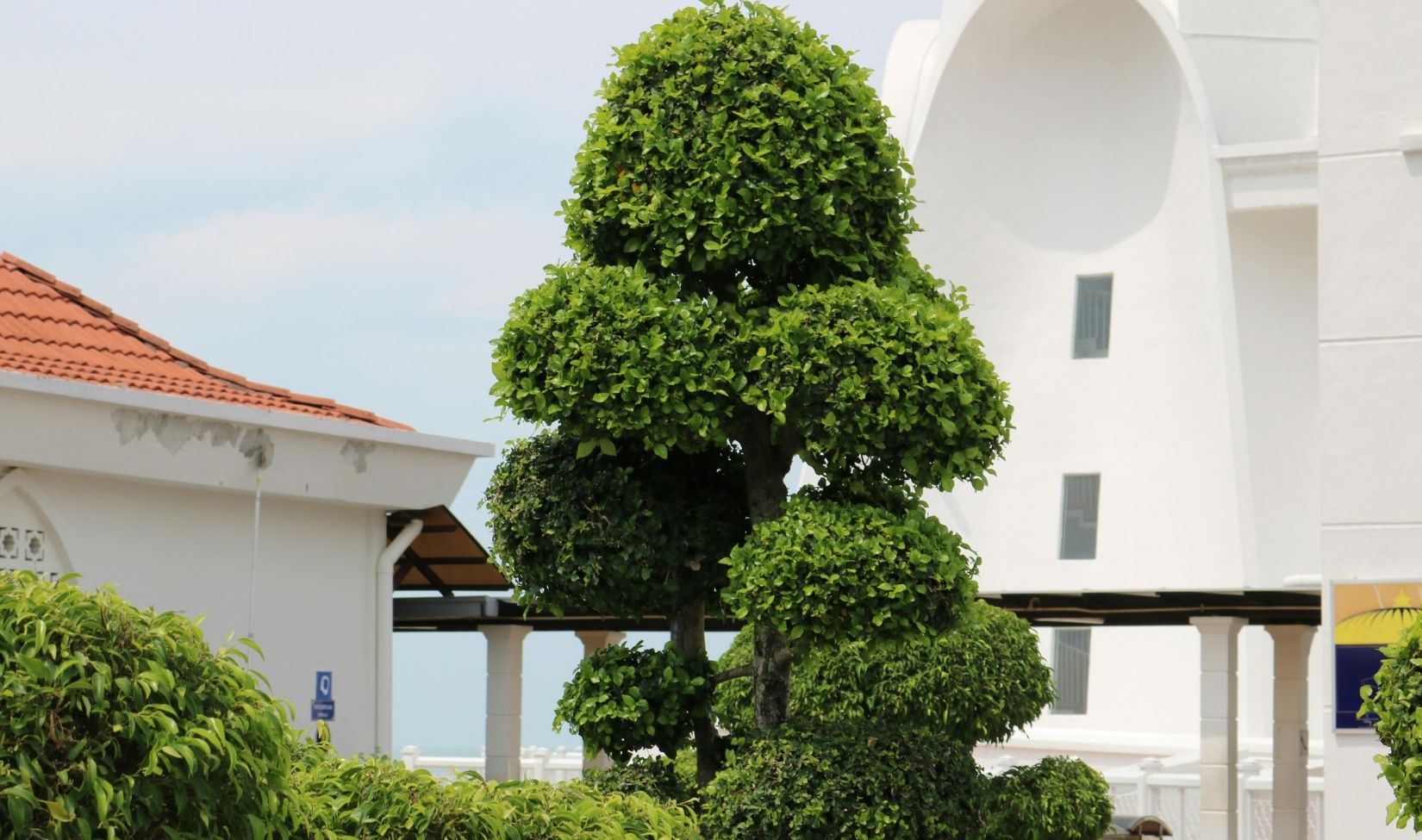 Tree Services in South Tampa
