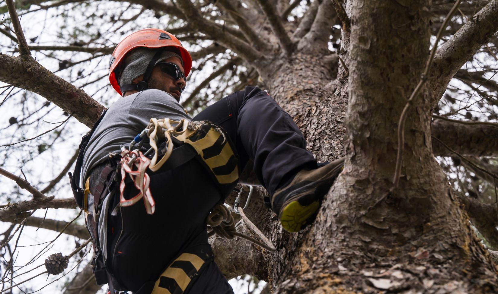 Westchase Tree Services