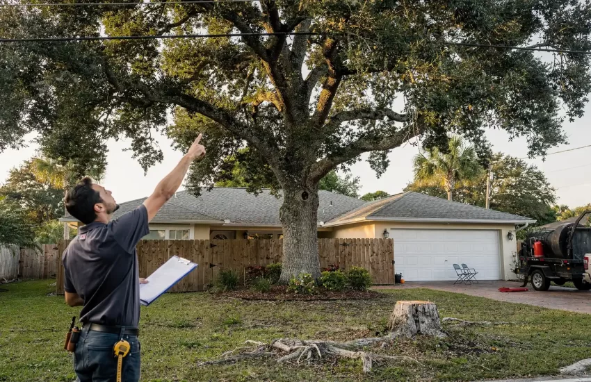 An arborist looking at a tree that will be removed in Pasco County