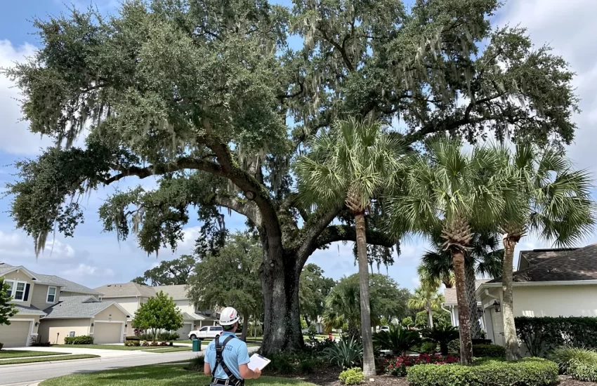 An arborist inspecting a tree in Trinity, FL