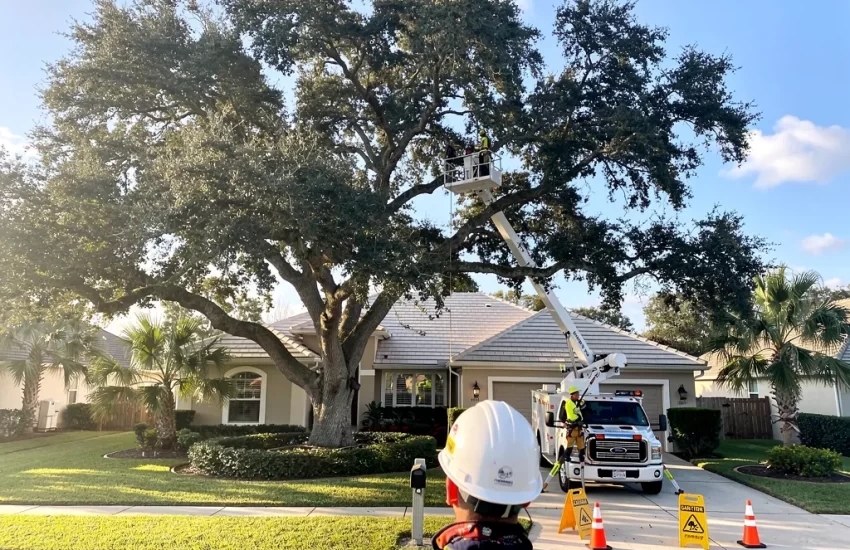 Tree Care Pricing in Trinity, FL: What to Expect in Trinity, Florida